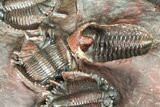 Cluster of Basseiarges & Phacopid Trilobites - Jorf, Morocco #131292-7